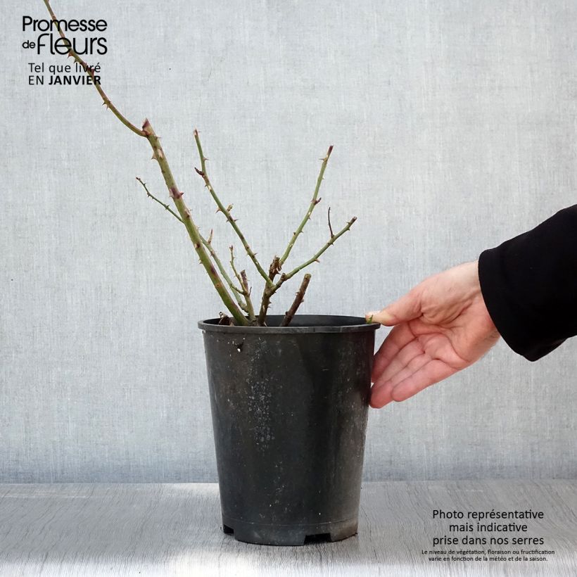 Amostra de Roseira trepadeira Bantry Bay Vaso de 4 L/5 L tal como entregue no inverno