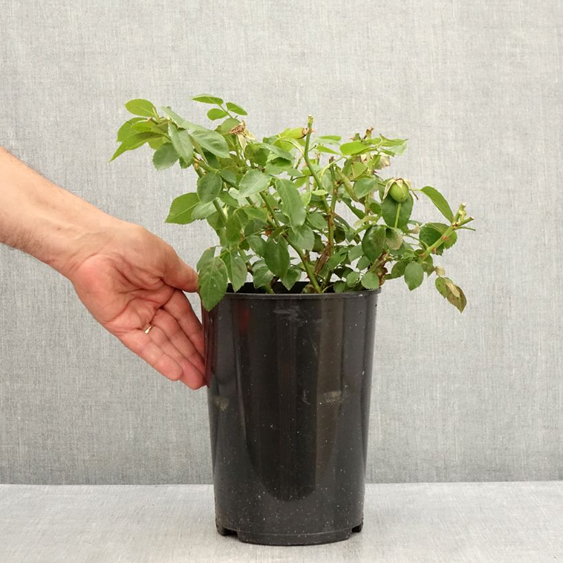 Amostra de Roseira trepadeira Bantry Bay Vaso de 4 L/5 L tal como entregue no verão