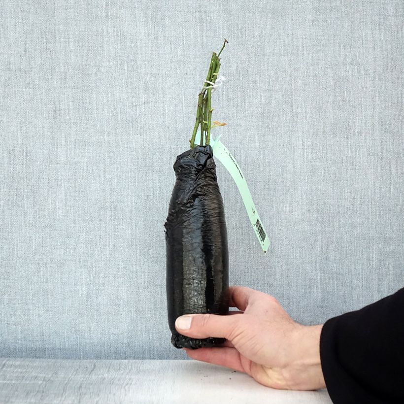 Amostra de Roseira trepadeira Blush Noisette Raízes nuas em torrão tal como entregue no inverno