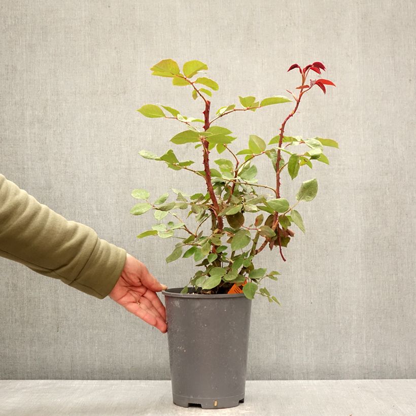 Amostra de Roseira trepadeira BOTERO Vaso de 4 L/5 L tal como entregue na primavera