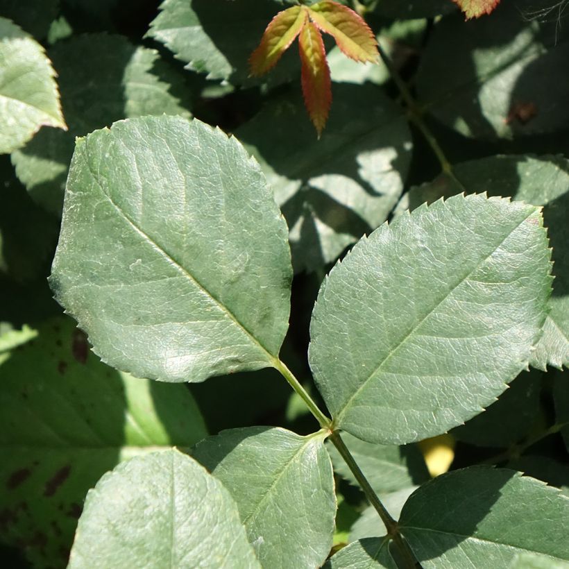 Roseira trepadeira Cherry Explosion (Folhagem)