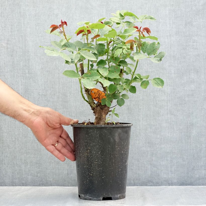 Amostra de Rosier grimpant Cherry Explosion Pot de 4L/5L tal como entregue no verão