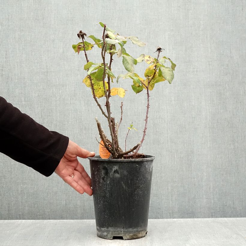 Amostra de Rosier grimpant Christophe Colomb Pot de 4L/5L tal como entregue no outono