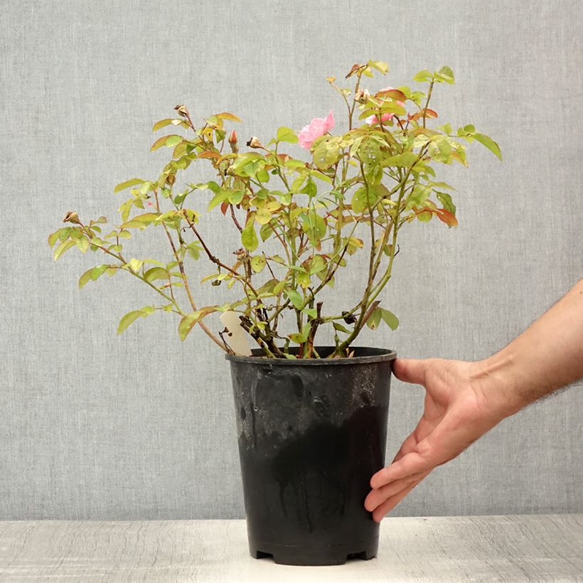Amostra de Roseira trepadeira Clair Matin Vaso de 4 L/5 L tal como entregue no verão