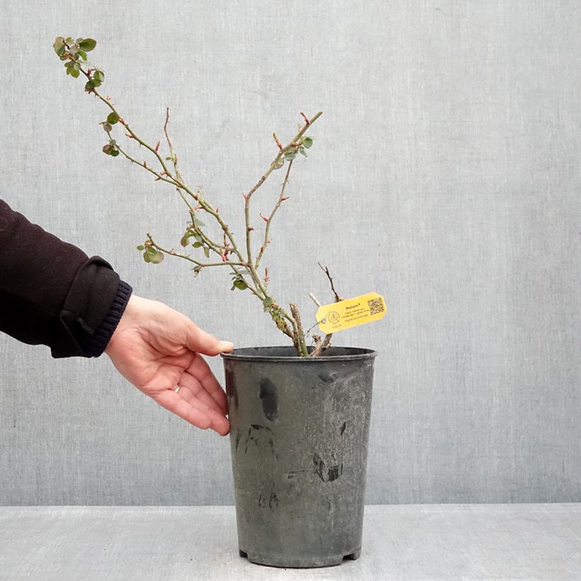 Amostra de Roseira trepadeira Climbing Max Bajazzo Vaso de 3 L/4 L tal como entregue no inverno