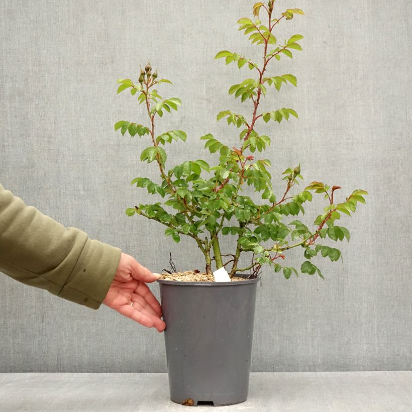 Amostra de Roseira trepadeira Climbing Max Bajazzo Vaso de 3 L/4 L tal como entregue na primavera
