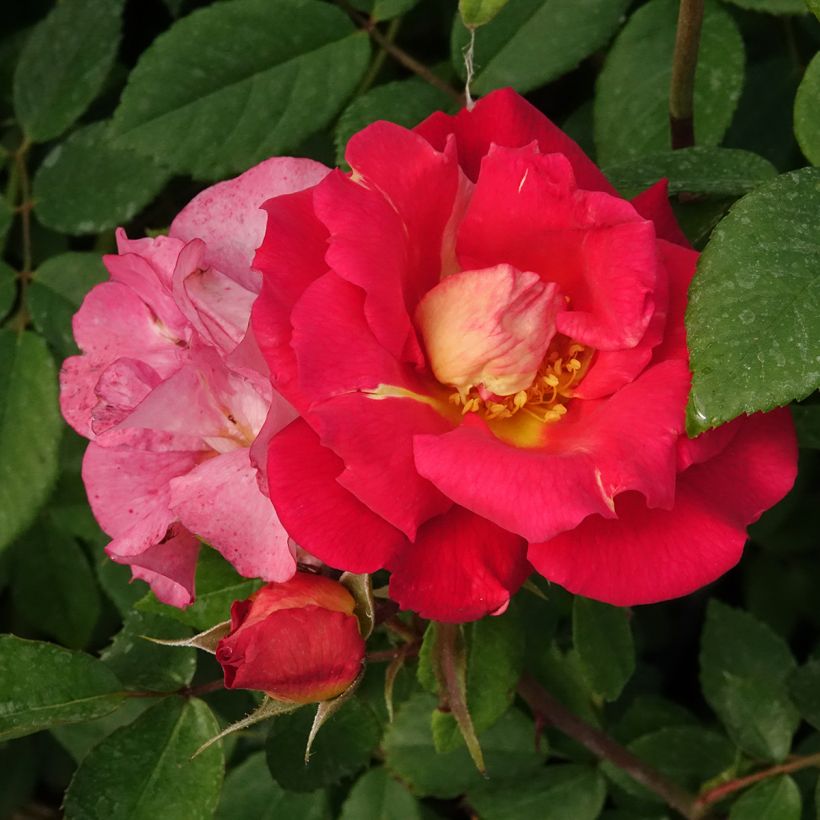 Roseira trepadeira Climbing Max Bajazzo (Floração)