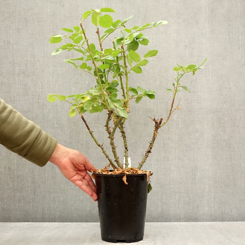 Amostra de Roseira trepadeira Climbing Max Golden Gate Vaso de 4 L/5 L tal como entregue na primavera