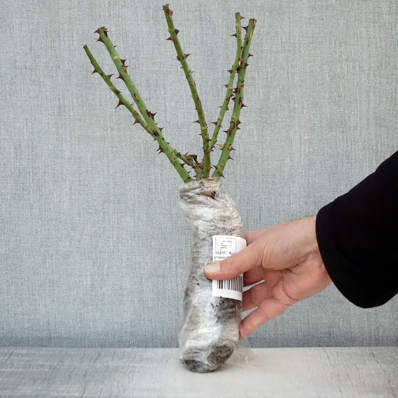 Amostra de Roseira trepadeira Climbing Max Golden Gate Raízes nuas em torrão tal como entregue no inverno