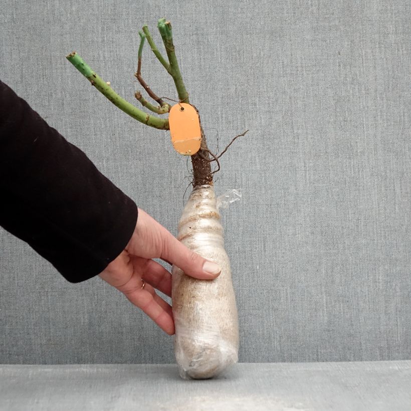 Amostra de Roseira trepadeira Kiss Me Kate Raízes nuas em torrão tal como entregue no inverno