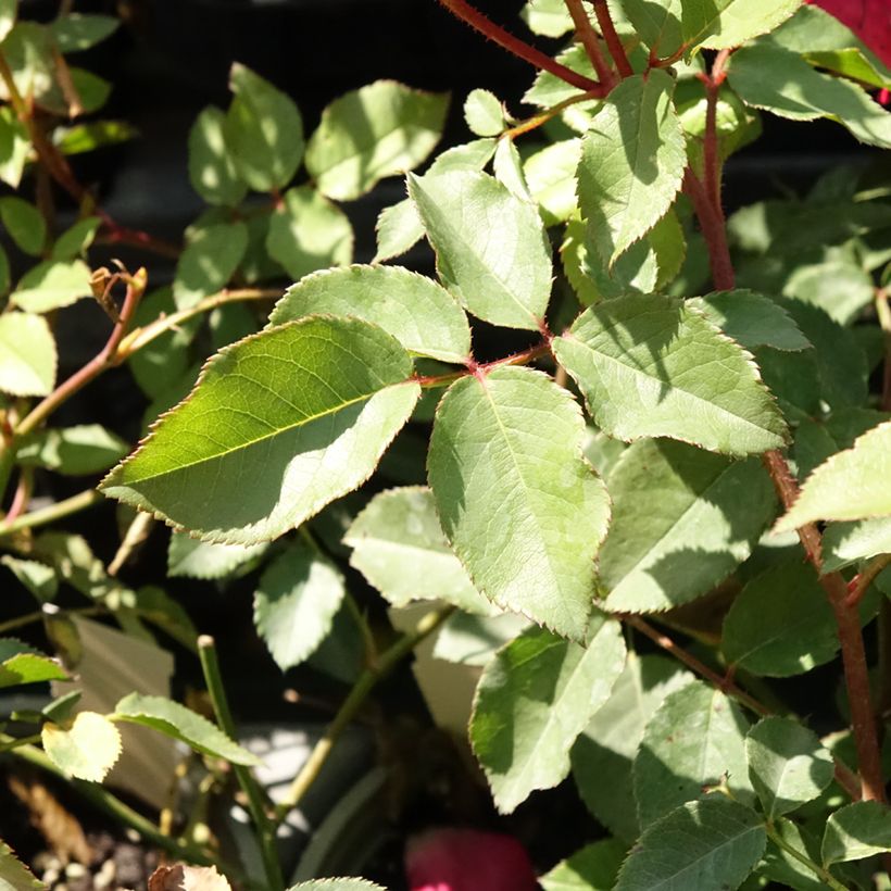 Roseira trepadeira Cocktail (Folhagem)
