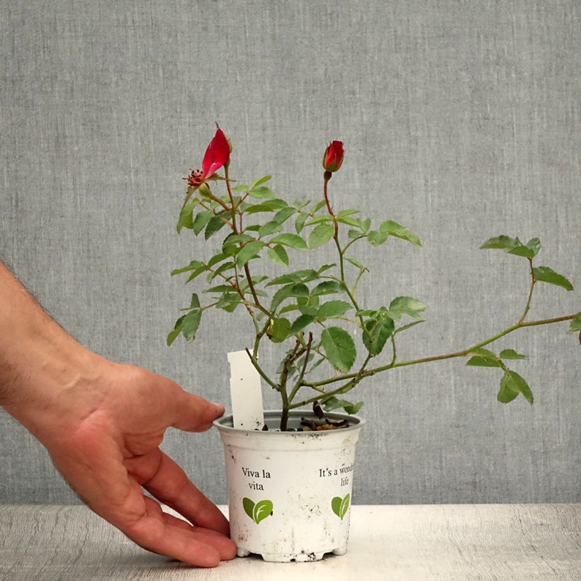 Amostra de Roseira trepadeira Cocktail Vaso de 10 cm/11 cm tal como entregue no verão