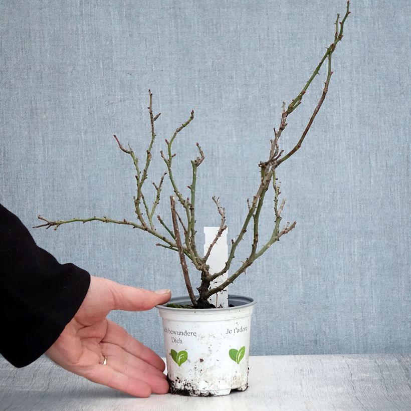 Amostra de Rosier grimpant Cocktail Vaso de 10 cm/11 cm tal como entregue no inverno