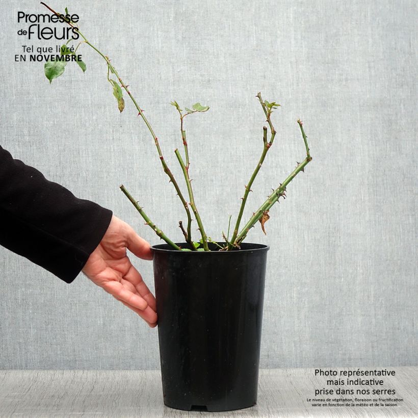 Amostra de Roseira trepadeira Coral Dawn Vaso de 4 L/5 L tal como entregue no outono