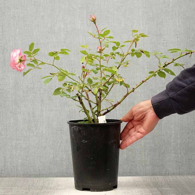 Amostra de Roseira trepadeira Coral Dawn Vaso de 4 L/5 L tal como entregue no verão