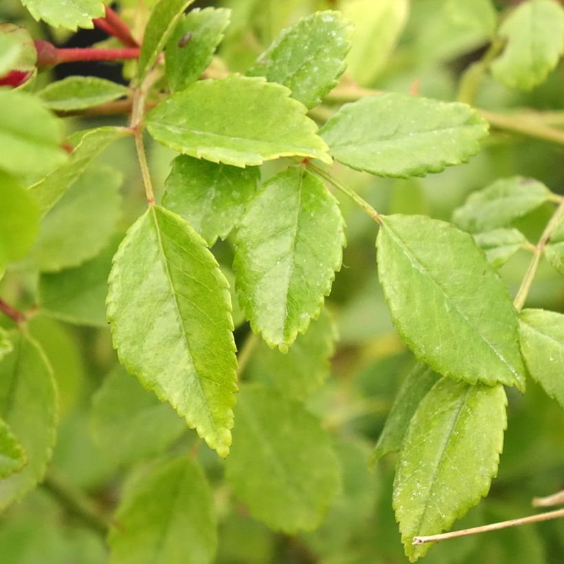 Roseira trepadeira Crimson Shower (Folhagem)