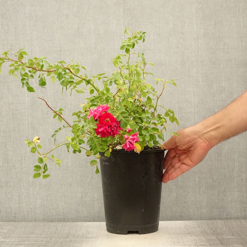 Amostra de Roseira trepadeira Crimson Shower Vaso de 3 L/4 L tal como entregue no verão
