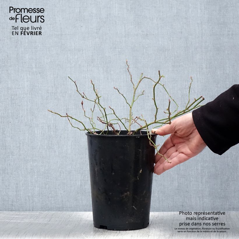 Amostra de Roseira trepadeira Crimson Shower Vaso de 3 L/4 L tal como entregue no inverno