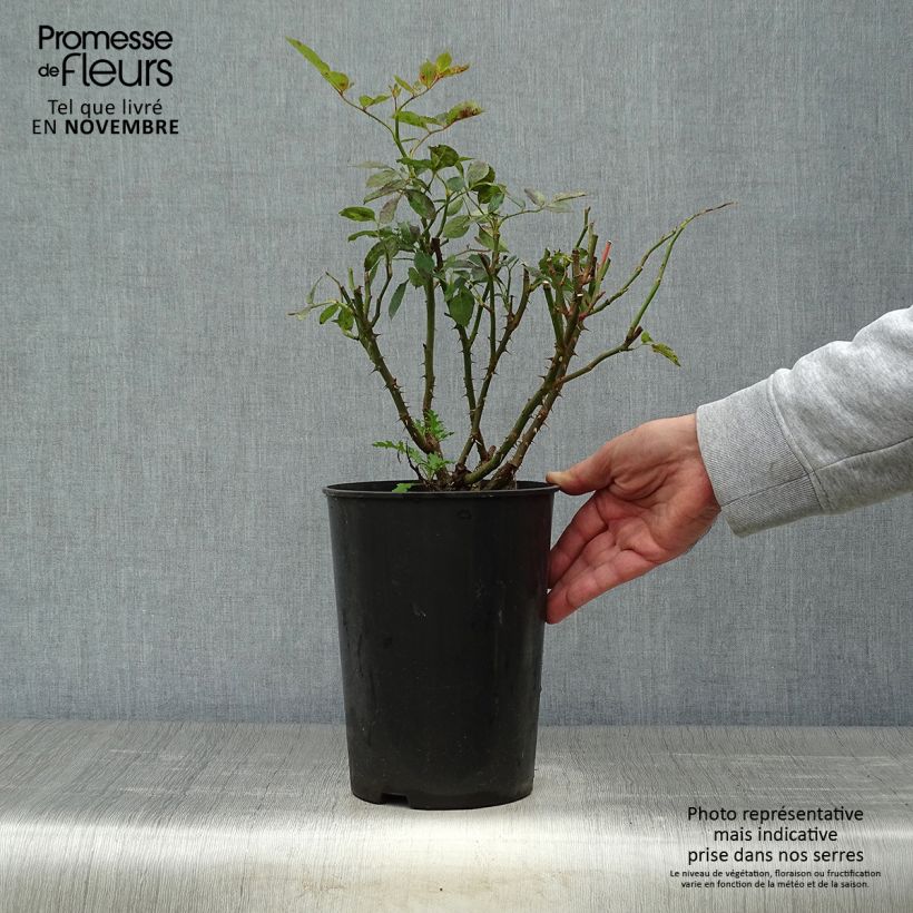 Amostra de Roseira trepadeira Cyclamen Pierre de Ronsard Vaso de 4 L/5 L tal como entregue no outono