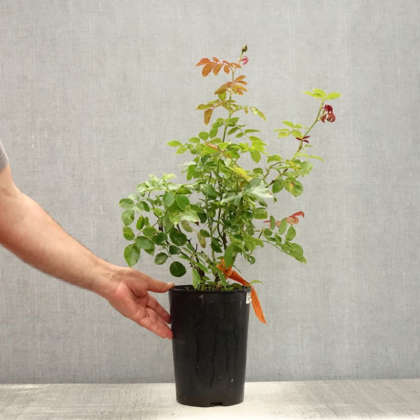 Amostra de Roseira trepadeira Cyclamen Pierre de Ronsard Vaso de 4 L/5 L tal como entregue no verão