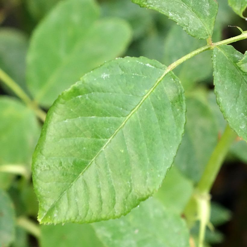 Roseira trepadeira Golden Opportunity - Rosa (Folhagem)