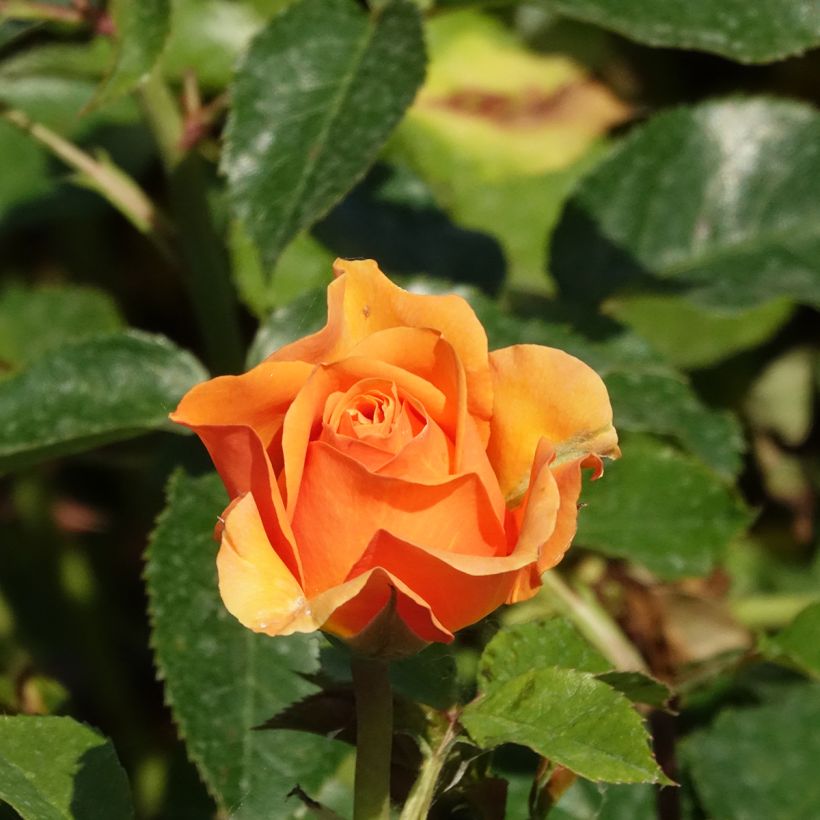 Roseira trepadeira Golden Opportunity - Rosa (Floração)