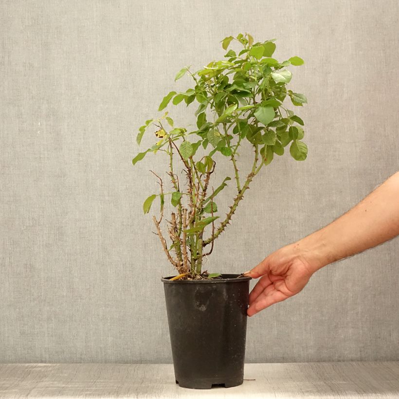 Amostra de Roseira trepadeira Golden Opportunity Vaso de 4 L/5 L tal como entregue no verão
