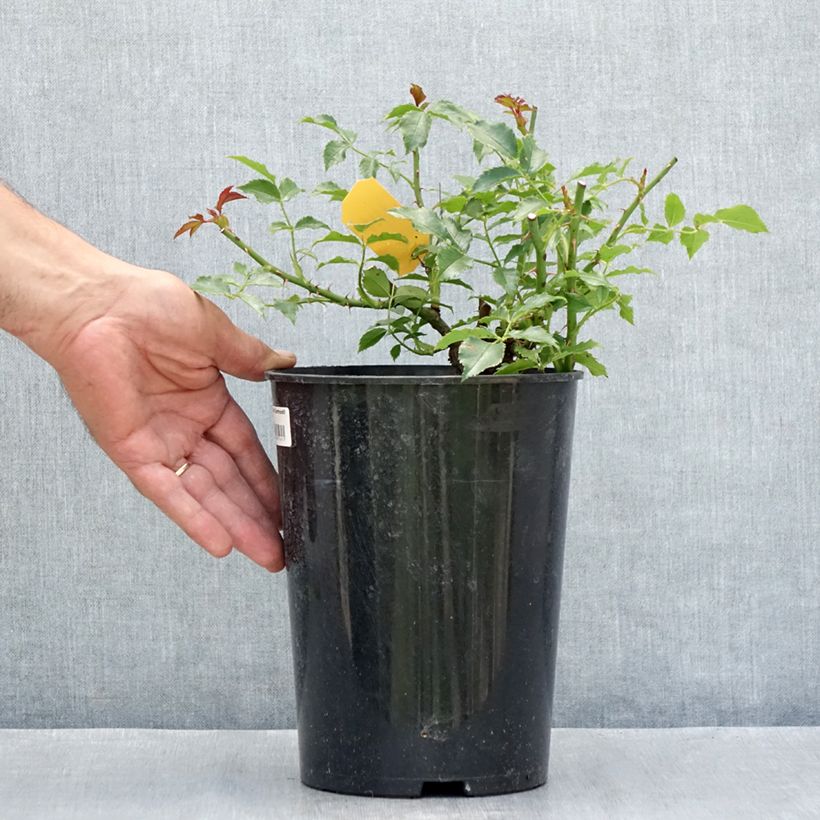 Amostra de Roseira trepadeira Dortmund Vaso de 4 L/5 L tal como entregue no verão