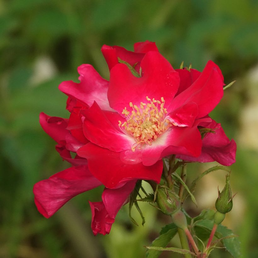 Roseira trepadeira Dortmund (Floração)