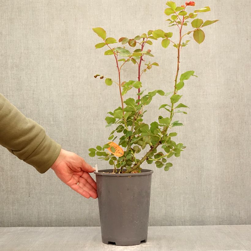 Amostra de Roseira trepadeira Edith Piaf Vaso de 4 L/5 L tal como entregue na primavera