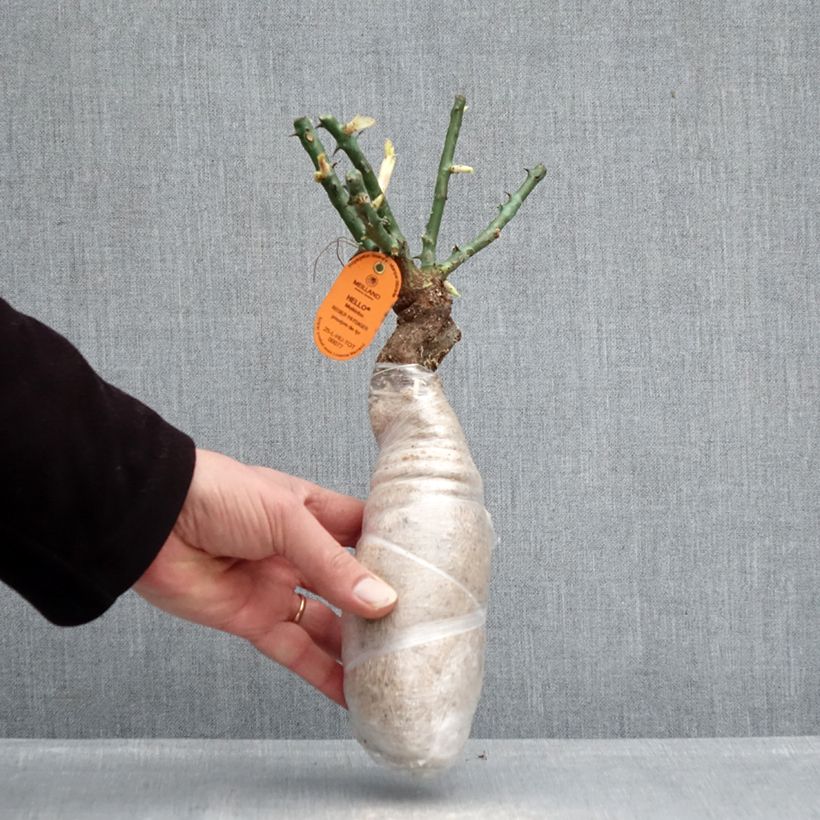 Amostra de Roseira trepadeira Edith Piaf Raízes nuas em torrão tal como entregue no inverno