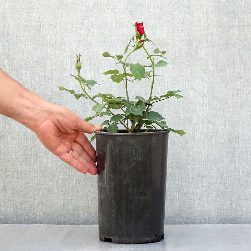 Amostra de Rosier grimpant Etoile de Hollande Vaso de 4 L/5 L tal como entregue no verão