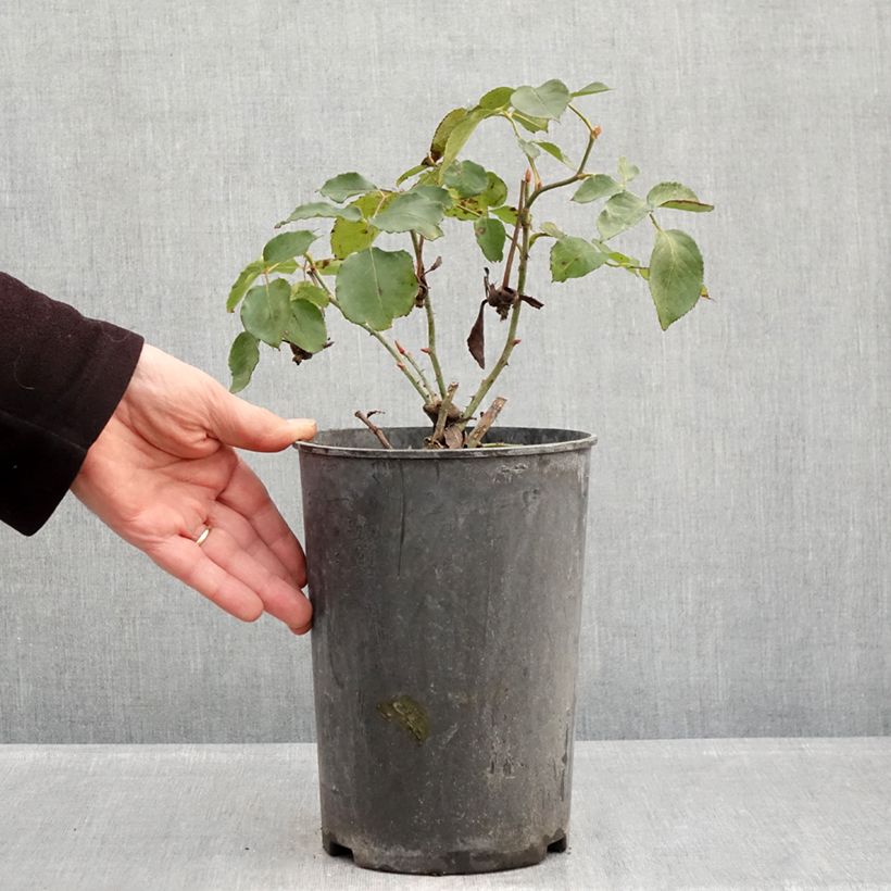 Amostra de Roseira trepadeira Etoile de Hollande Vaso de 4 L/5 L tal como entregue no inverno