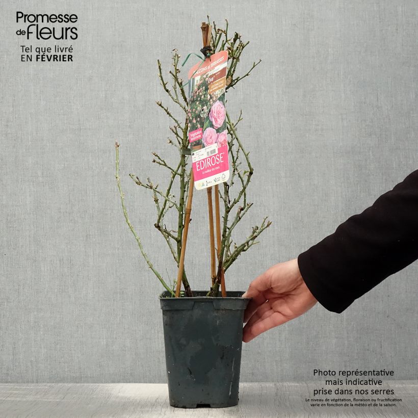 Amostra de Rosier grimpant Starlet Rose Eva Vaso de 4 L/5 L tal como entregue no inverno