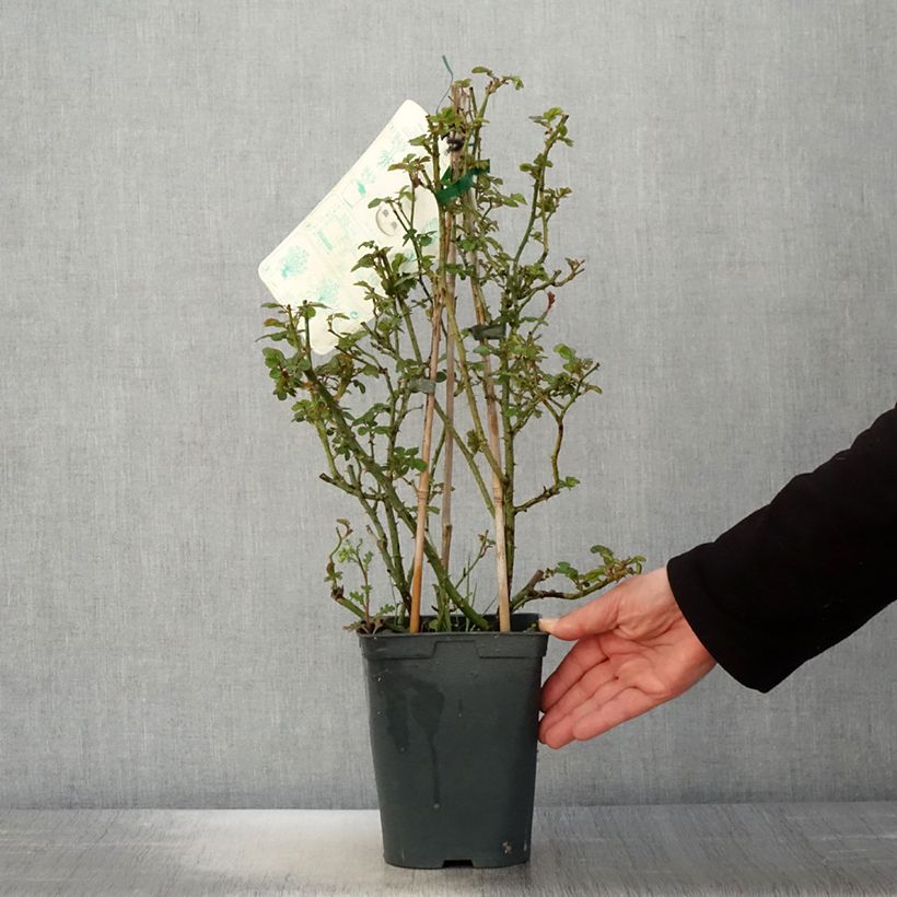 Amostra de Roseira trepadeira Starlet Rose Eva Vaso de 4 L/5 L tal como entregue na primavera