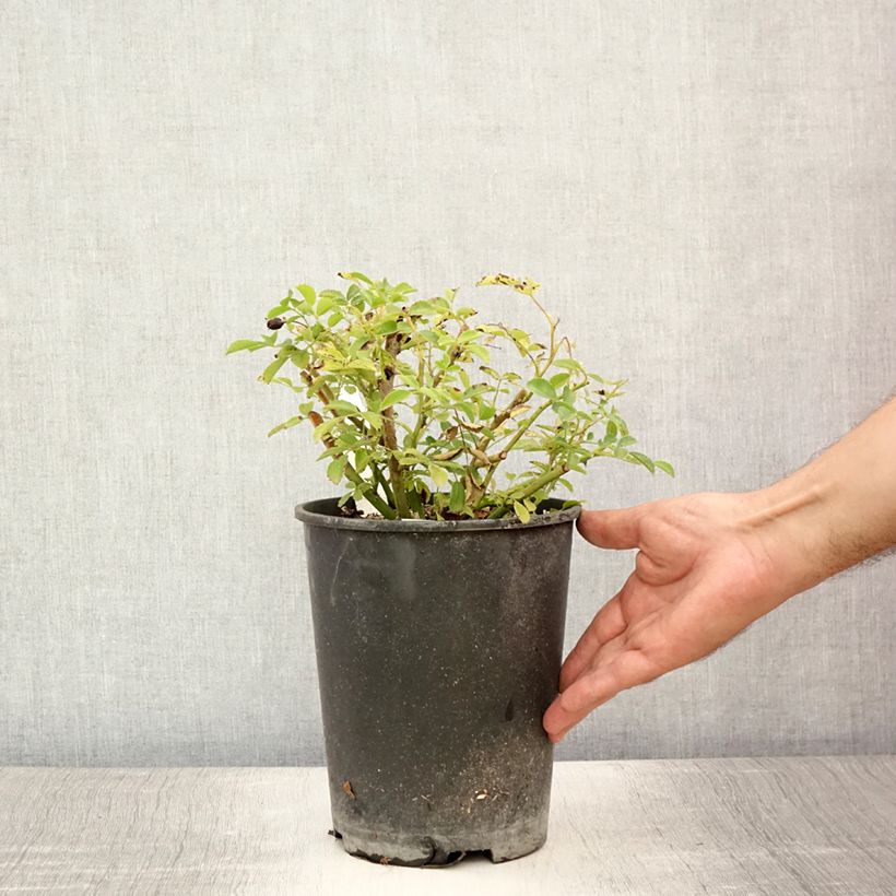 Amostra de Roseira trepadeira Excelsa Vaso de 4 L/5 L tal como entregue no verão
