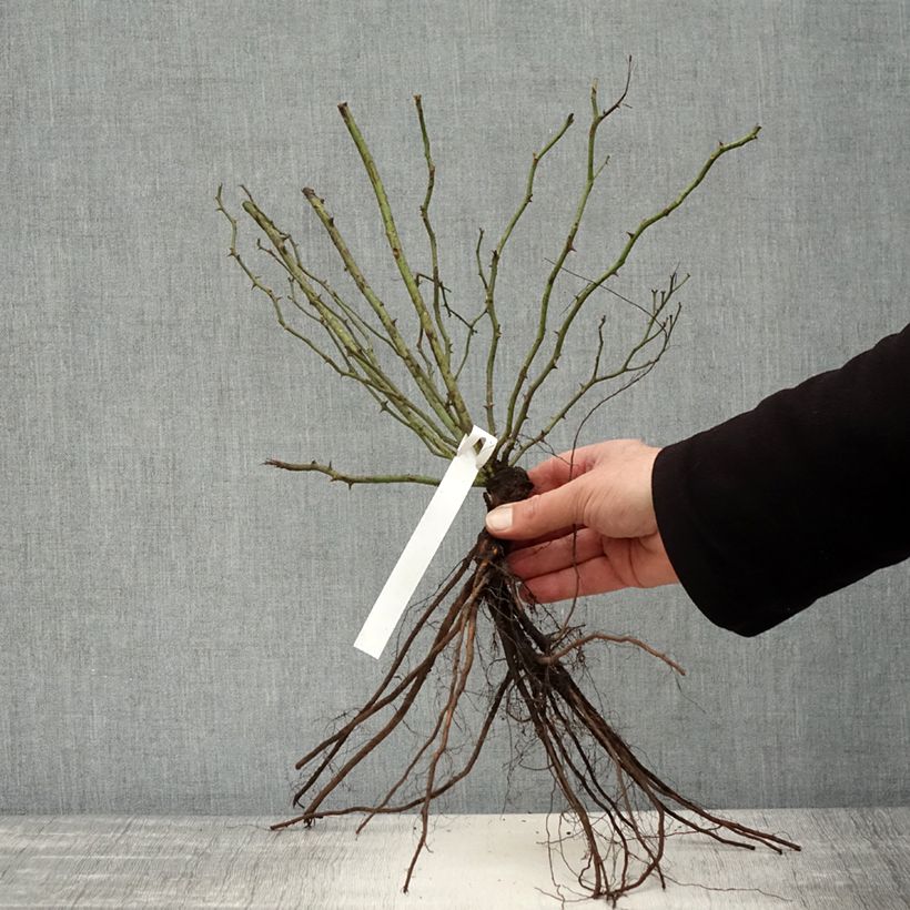 Amostra de Roseira trepadeira Excelsa Raízes nuas tal como entregue no inverno
