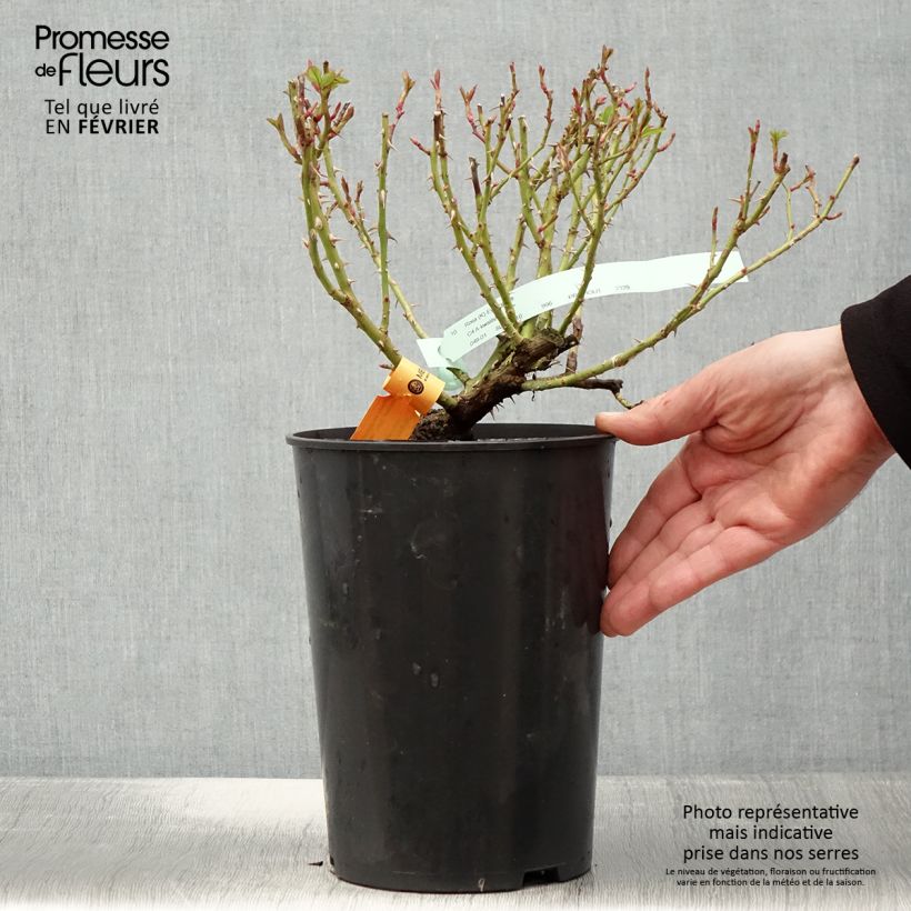 Amostra de Roseira trepadeira Eyeconic Vaso de 4 L/5 L tal como entregue no inverno