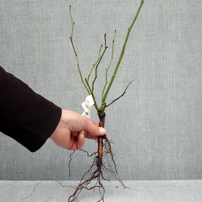 Amostra de Roseira trepadeira Climbing Iceberg Raízes nuas tal como entregue no inverno