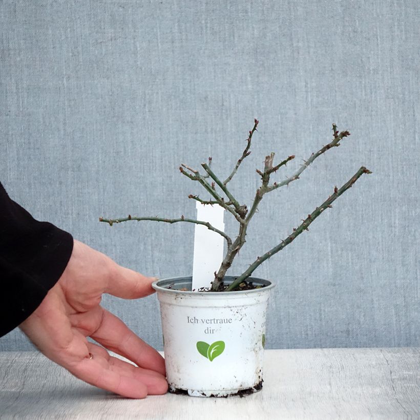 Amostra de Roseira trepadeira Florentina Vaso de 10 cm/11 cm tal como entregue no inverno