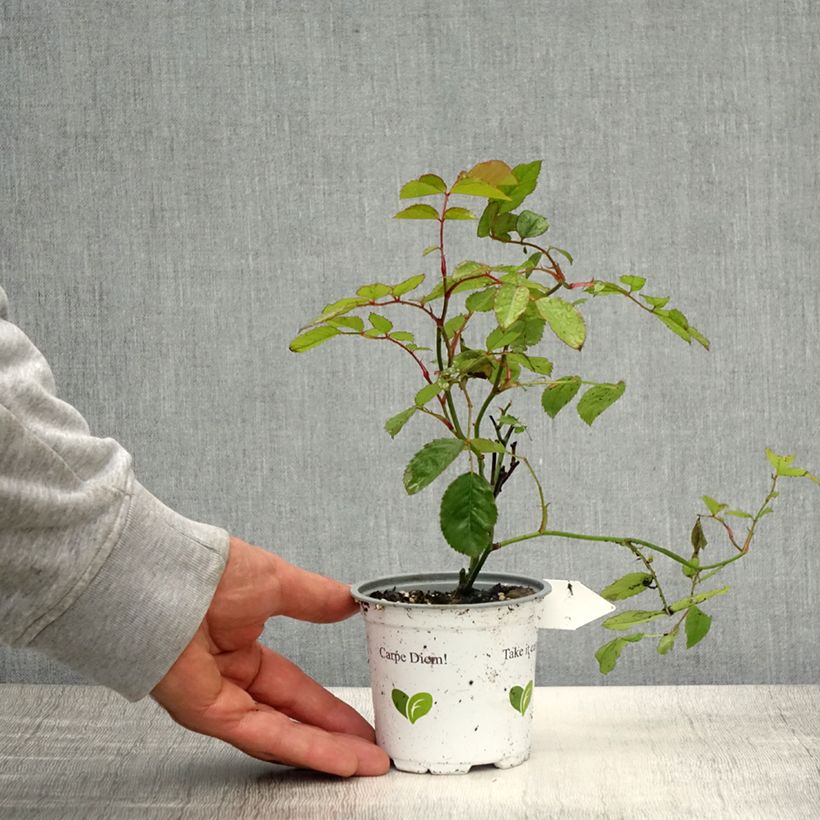 Amostra de Roseira trepadeira Florentina Vaso de 10 cm/11 cm tal como entregue na primavera