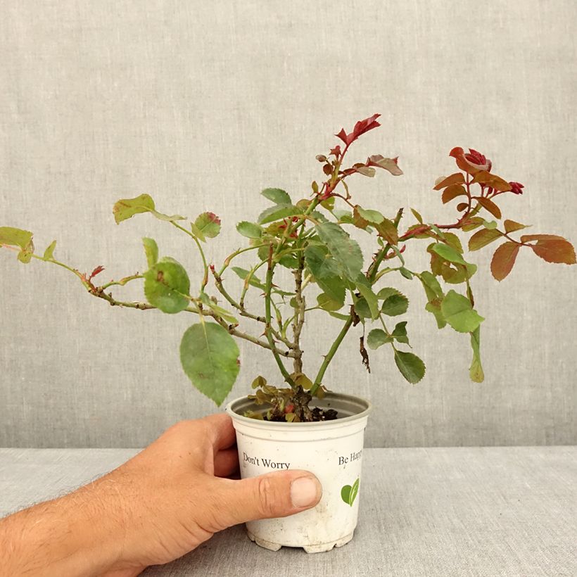 Amostra de Roseira trepadeira Florentina Vaso de 10 cm/11 cm tal como entregue no verão