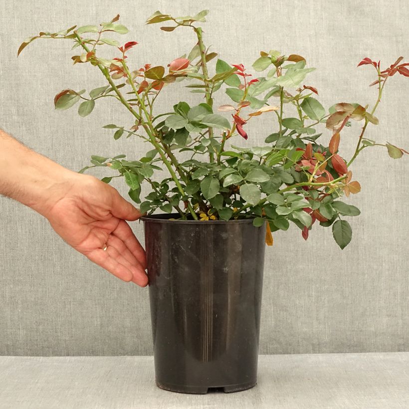 Amostra de Roseira trepadeira Florentina Vaso de 4 L/5 L tal como entregue no verão
