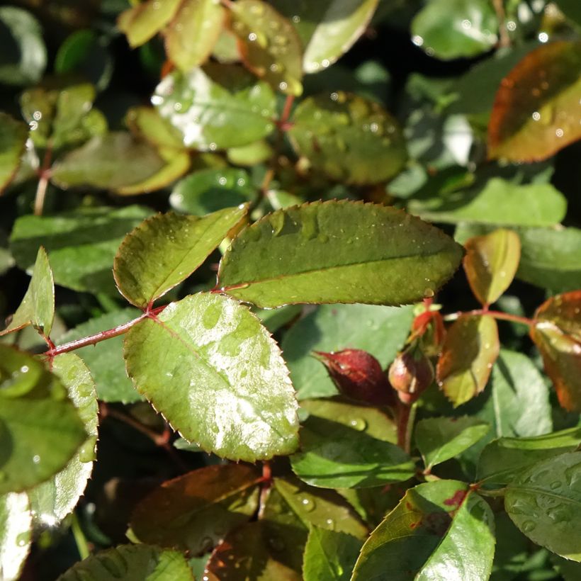 Roseira trepadeira Florentina (Folhagem)