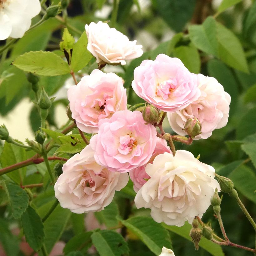 Roseira trepadeira Frau Eva Schubert (Floração)