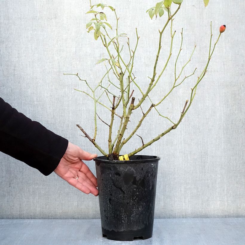 Amostra de Roseira trepadeira Fregate Vaso de 4 L/5 L tal como entregue no inverno