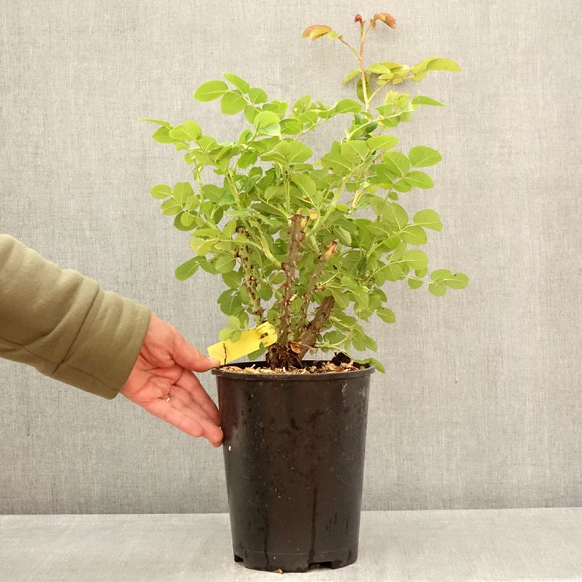 Amostra de Roseira trepadeira Fregate Vaso de 4 L/5 L tal como entregue na primavera