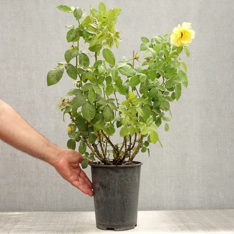 Amostra de Roseira trepadeira Golden Boy Vaso de 4 L/5 L tal como entregue no verão