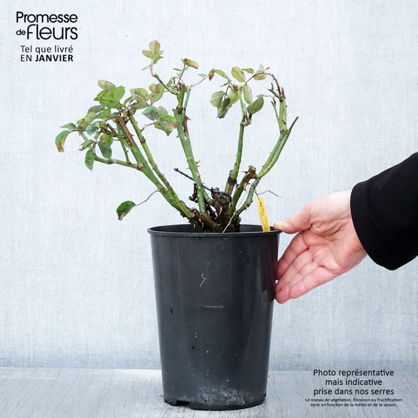 Amostra de Roseira trepadeira Golden Gate Vaso de 4 L/5 L tal como entregue no inverno