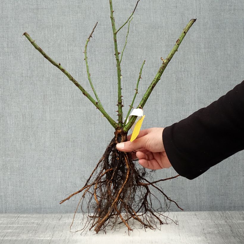 Amostra de Roseira trepadeira Golden Gate Raízes nuas tal como entregue no inverno